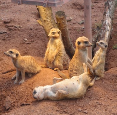 sommerferien2014_zoo_3